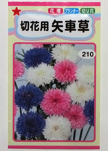 種蒔き 花期 種収穫 枯死 ヤグルマギク 矢車菊 矢車草 テキトー栽培記13 その11 総集編 Web雑記