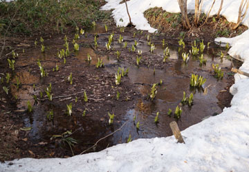 雪融け中の公園にて 8 雪融け中の公園にて 8
