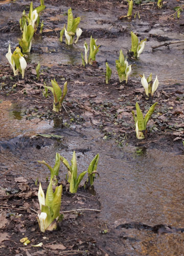 雪融け中の公園にて 13 雪融け中の公園にて 13