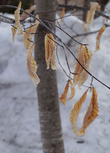 雪融け中の公園にて 34 雪融け中の公園にて 34