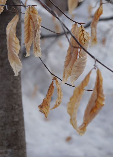 雪融け中の公園にて 35 雪融け中の公園にて 35