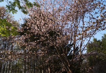 桜の写真2014 8 桜の写真2014 8