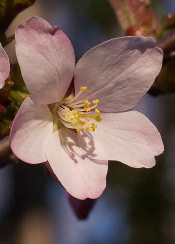 桜の写真2014 23 桜の写真2014 23