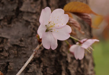 桜の写真2014 33 桜の写真2014 33