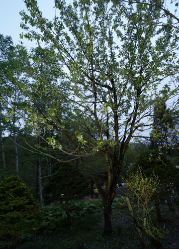 桜の写真2014 20 桜の写真2014 20