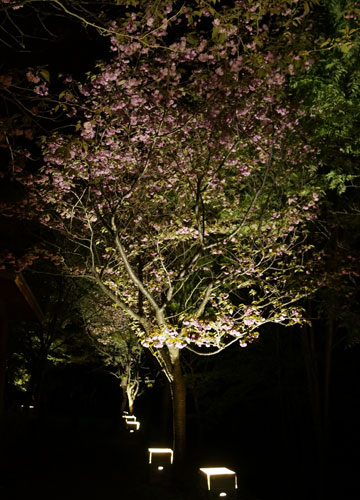 桜の写真2014 32 桜の写真2014 32