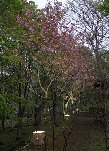 桜の写真2014 62 桜の写真2014 62