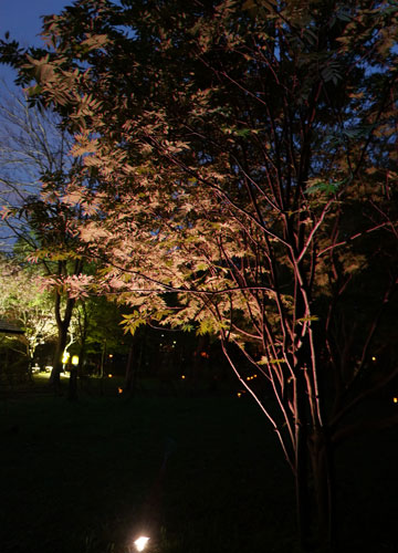 桜の写真2014 4 桜の写真2014 4