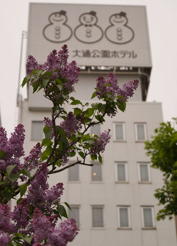 さっぽろライラックまつり中に撮影した「ライラック」38 さっぽろライラックまつり中に撮影した「ライラック」38