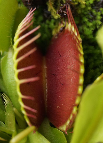 「食虫植物（ハエトリソウ）」テキトー栽培記（再掲）