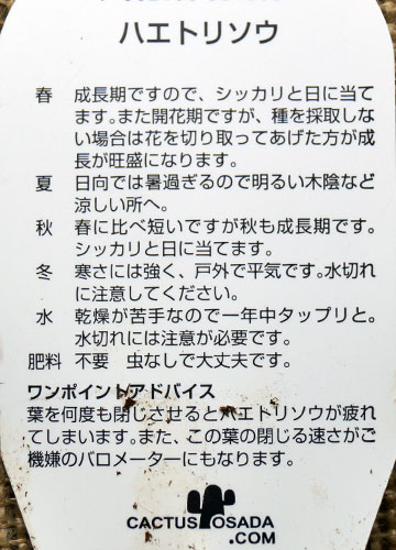 「食虫植物（ハエトリソウ・モウセンゴケ・ウツボカズラ）」テキトー栽培記