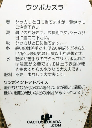 「食虫植物（ハエトリソウ・モウセンゴケ・ウツボカズラ）」テキトー栽培記