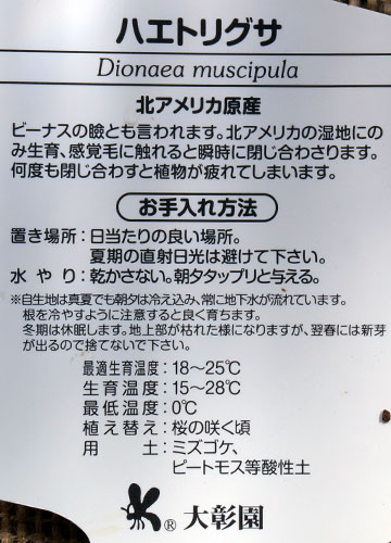 「食虫植物（ハエトリソウ・モウセンゴケ・ウツボカズラ）」テキトー栽培記