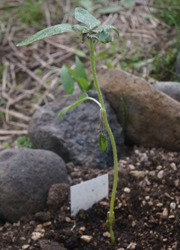 「ヒマワリ（向日葵）」テキトー栽培記