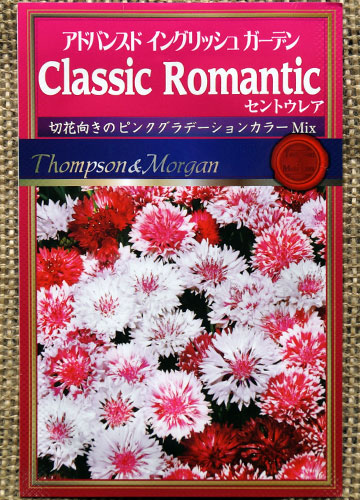 「ヤグルマギク（矢車菊・矢車草・セントーレア）」テキトー栽培記 ※再掲