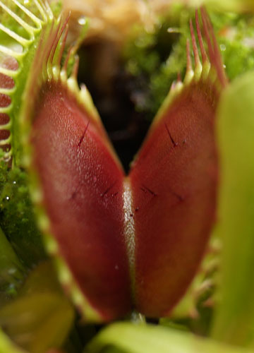 「食虫植物（ハエトリソウ・モウセンゴケ・ウツボカズラ）」テキトー栽培記