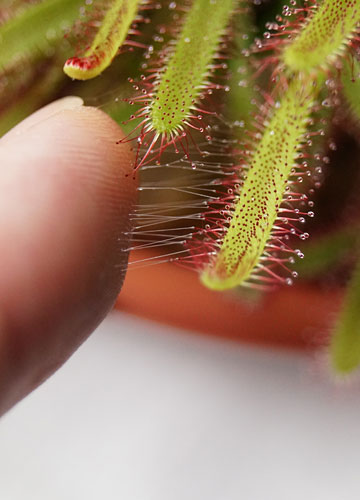 「食虫植物（ハエトリソウ・モウセンゴケ・ウツボカズラ）」テキトー栽培記