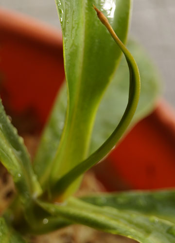 「食虫植物（ハエトリソウ・モウセンゴケ・ウツボカズラ）」テキトー栽培記