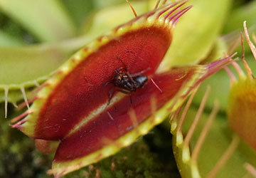 「食虫植物（ハエトリソウ・モウセンゴケ・ウツボカズラ）」テキトー栽培記