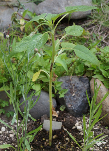 「ヒマワリ（向日葵）」テキトー栽培記