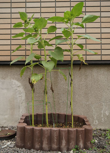 「ヒマワリ（向日葵）」テキトー栽培記