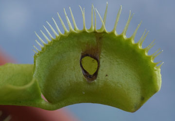 「食虫植物（ハエトリソウ・モウセンゴケ・ウツボカズラ）」テキトー栽培記