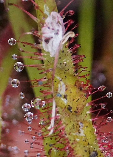 「食虫植物（ハエトリソウ・モウセンゴケ・ウツボカズラ）」テキトー栽培記