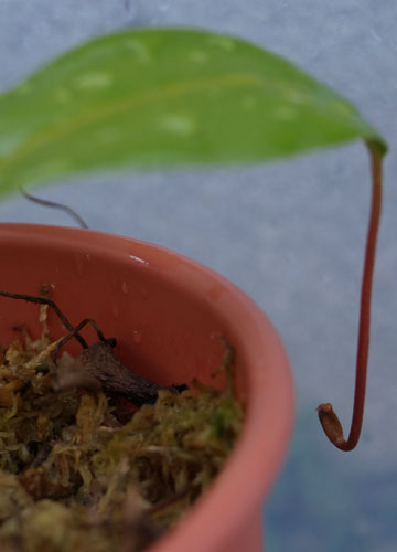 「食虫植物（ハエトリソウ・モウセンゴケ・ウツボカズラ）」テキトー栽培記