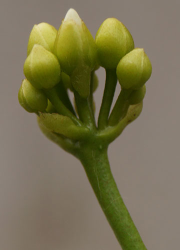 「食虫植物（ハエトリソウ・モウセンゴケ・ウツボカズラ）」テキトー栽培記