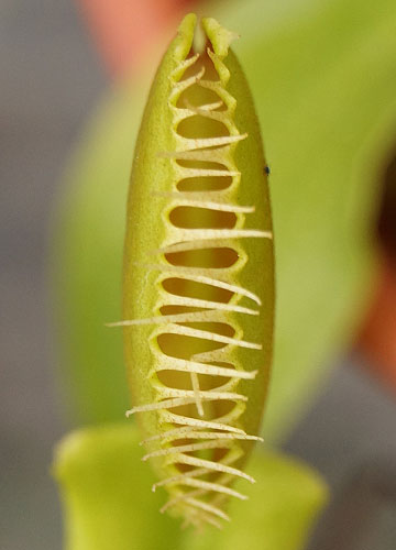 「食虫植物（ハエトリソウ・モウセンゴケ・ウツボカズラ）」テキトー栽培記