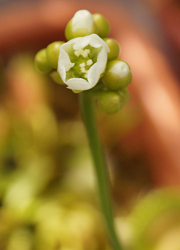 「食虫植物（ハエトリソウ・モウセンゴケ・ウツボカズラ）」テキトー栽培記