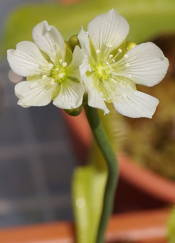 「食虫植物（ハエトリソウ・モウセンゴケ・ウツボカズラ）」テキトー栽培記