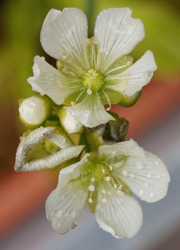 「食虫植物（ハエトリソウ・モウセンゴケ・ウツボカズラ）」テキトー栽培記