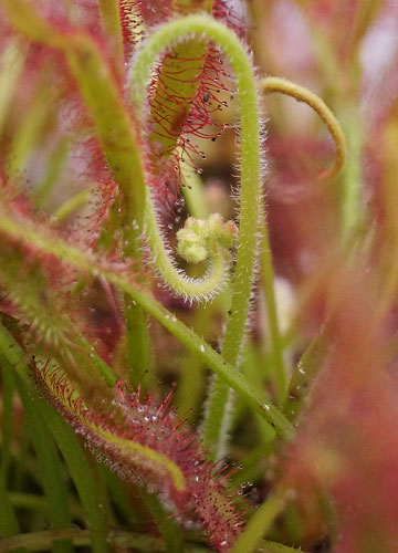 「食虫植物（ハエトリソウ・モウセンゴケ・ウツボカズラ）」テキトー栽培記