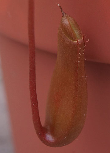 「食虫植物（ハエトリソウ・モウセンゴケ・ウツボカズラ）」テキトー栽培記