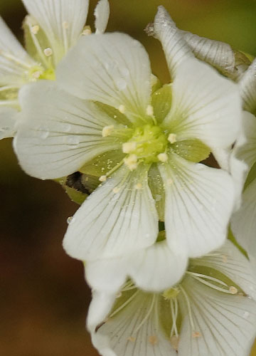 「食虫植物（ハエトリソウ・モウセンゴケ・ウツボカズラ）」テキトー栽培記