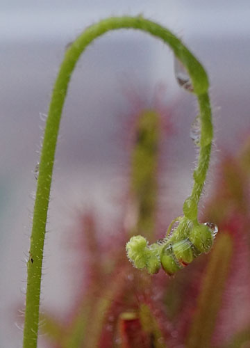 「食虫植物（ハエトリソウ・モウセンゴケ・ウツボカズラ）」テキトー栽培記