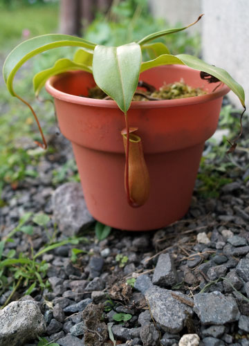 「食虫植物（ハエトリソウ・モウセンゴケ・ウツボカズラ）」テキトー栽培記