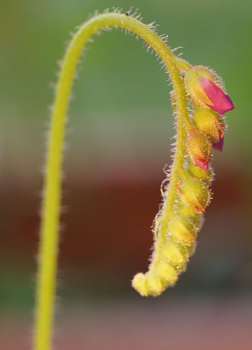 「食虫植物（ハエトリソウ・モウセンゴケ・ウツボカズラ）」テキトー栽培記