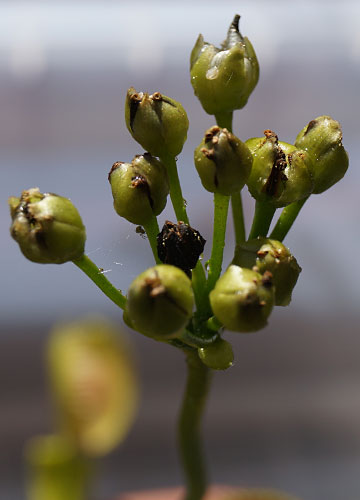 「食虫植物(ハエトリソウ・モウセンゴケ・ウツボカズラ)」テキトー栽培記 8 「食虫植物(ハエトリソウ・モウセンゴケ・ウツボカズラ)」テキトー栽培記 8