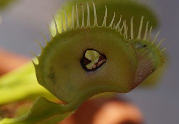 「食虫植物(ハエトリソウ・モウセンゴケ・ウツボカズラ)」テキトー栽培記 10 「食虫植物(ハエトリソウ・モウセンゴケ・ウツボカズラ)」テキトー栽培記 10