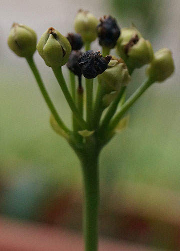 「食虫植物（ハエトリソウ・モウセンゴケ・ウツボカズラ）」テキトー栽培記