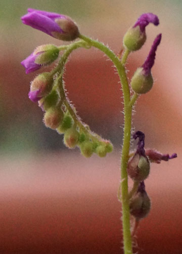 「食虫植物（ハエトリソウ・モウセンゴケ・ウツボカズラ）」テキトー栽培記