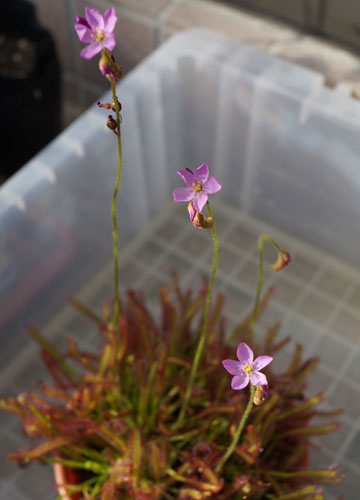 「食虫植物（ハエトリソウ・モウセンゴケ・ウツボカズラ）」テキトー栽培記