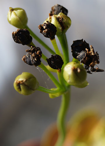 「食虫植物（ハエトリソウ・モウセンゴケ・ウツボカズラ）」テキトー栽培記