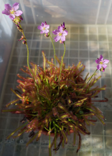 「食虫植物（ハエトリソウ・モウセンゴケ・ウツボカズラ）」テキトー栽培記