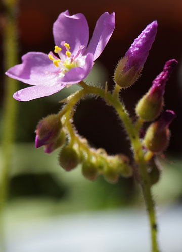 「食虫植物（ハエトリソウ・モウセンゴケ・ウツボカズラ）」テキトー栽培記