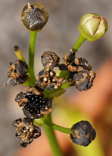 「食虫植物（ハエトリソウ・モウセンゴケ・ウツボカズラ）」テキトー栽培記