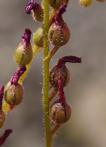 「食虫植物（ハエトリソウ・モウセンゴケ・ウツボカズラ）」テキトー栽培記