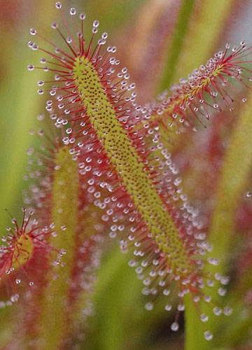 「食虫植物（ハエトリソウ・モウセンゴケ・ウツボカズラ）」テキトー栽培記